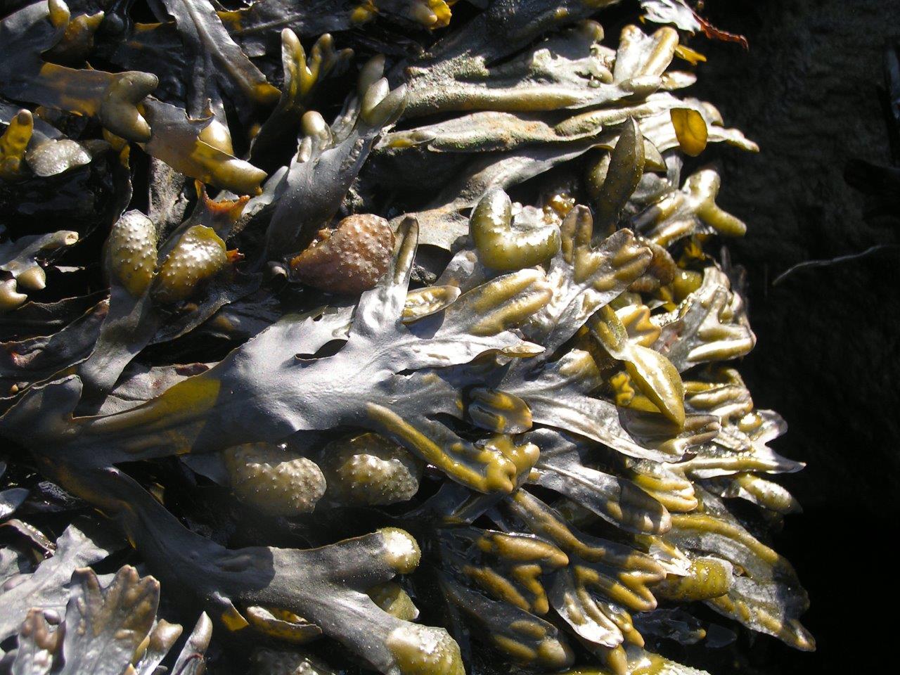 Fucus spiralis (door Mart Karremans)