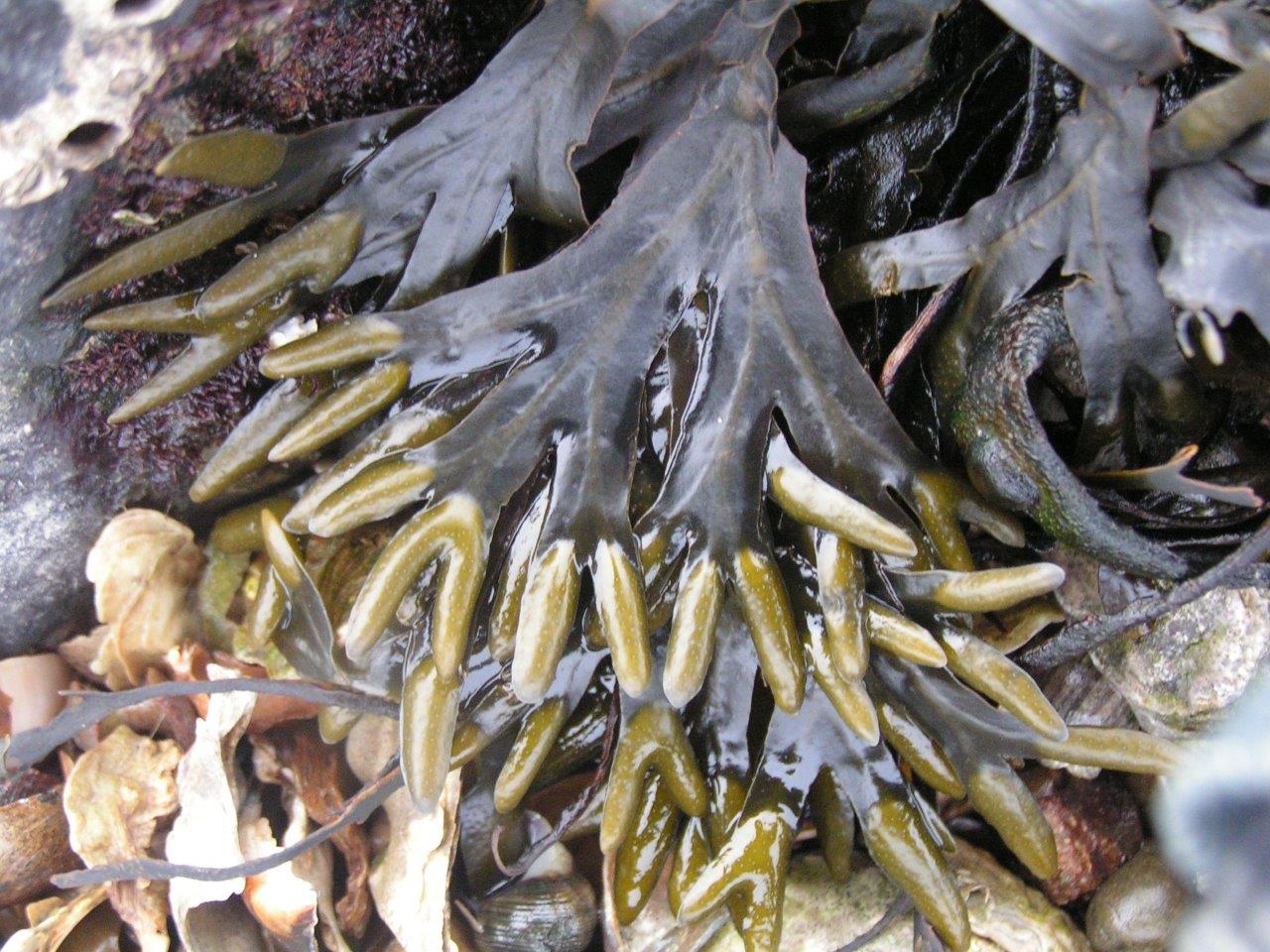 Fucus spiralis (door Mart Karremans)