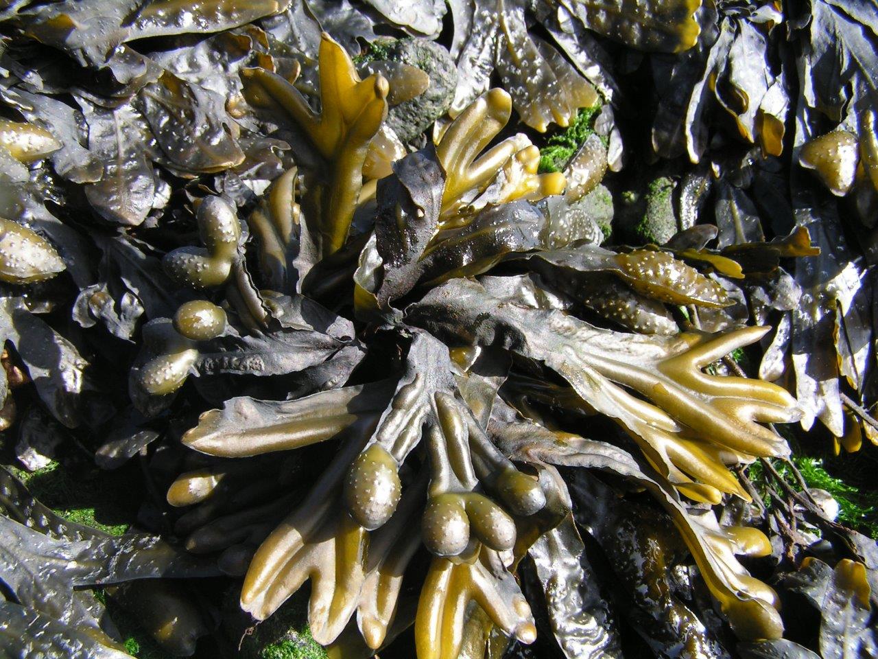 Fucus spiralis (door Mart Karremans)