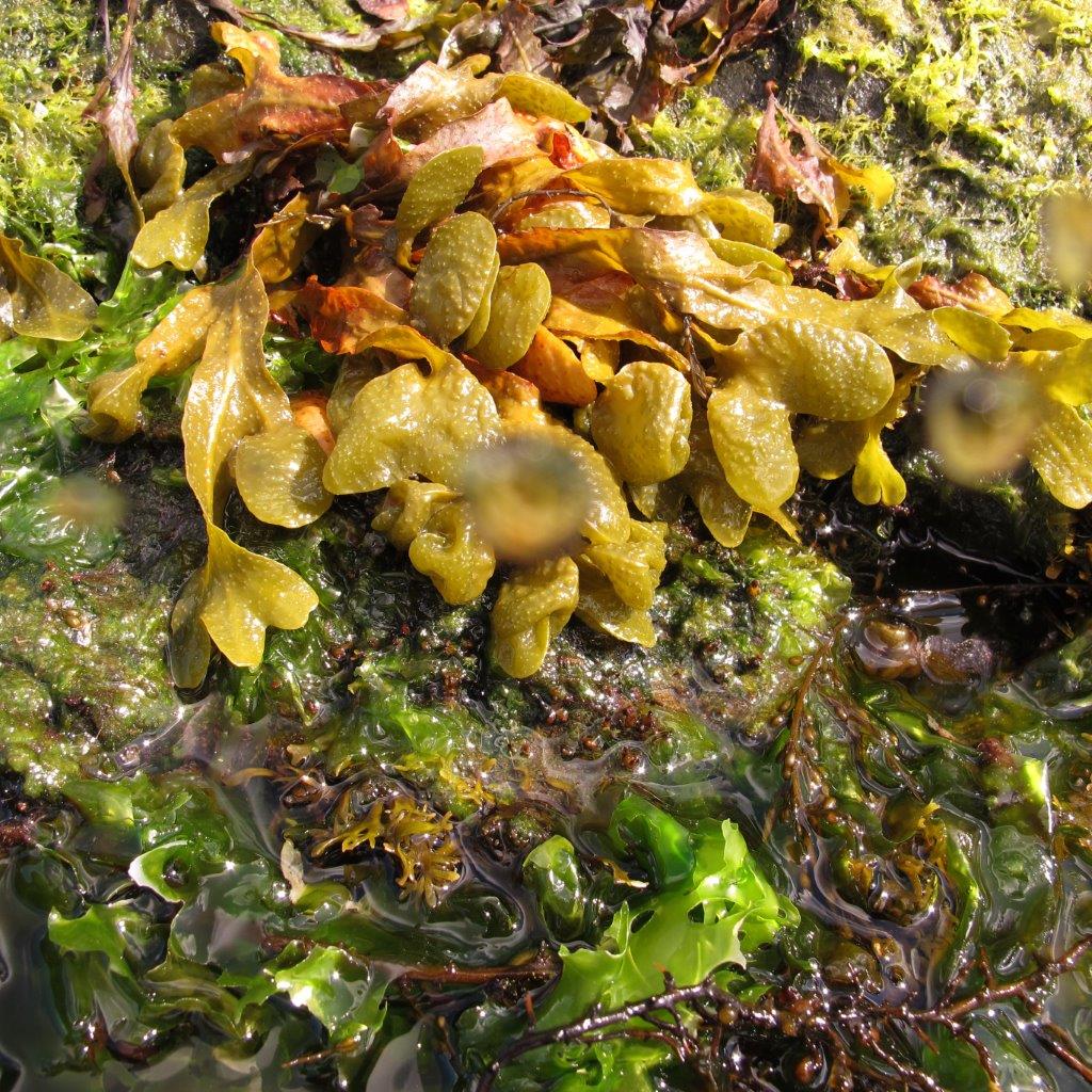 Fucus spiralis (door Mart Karremans)