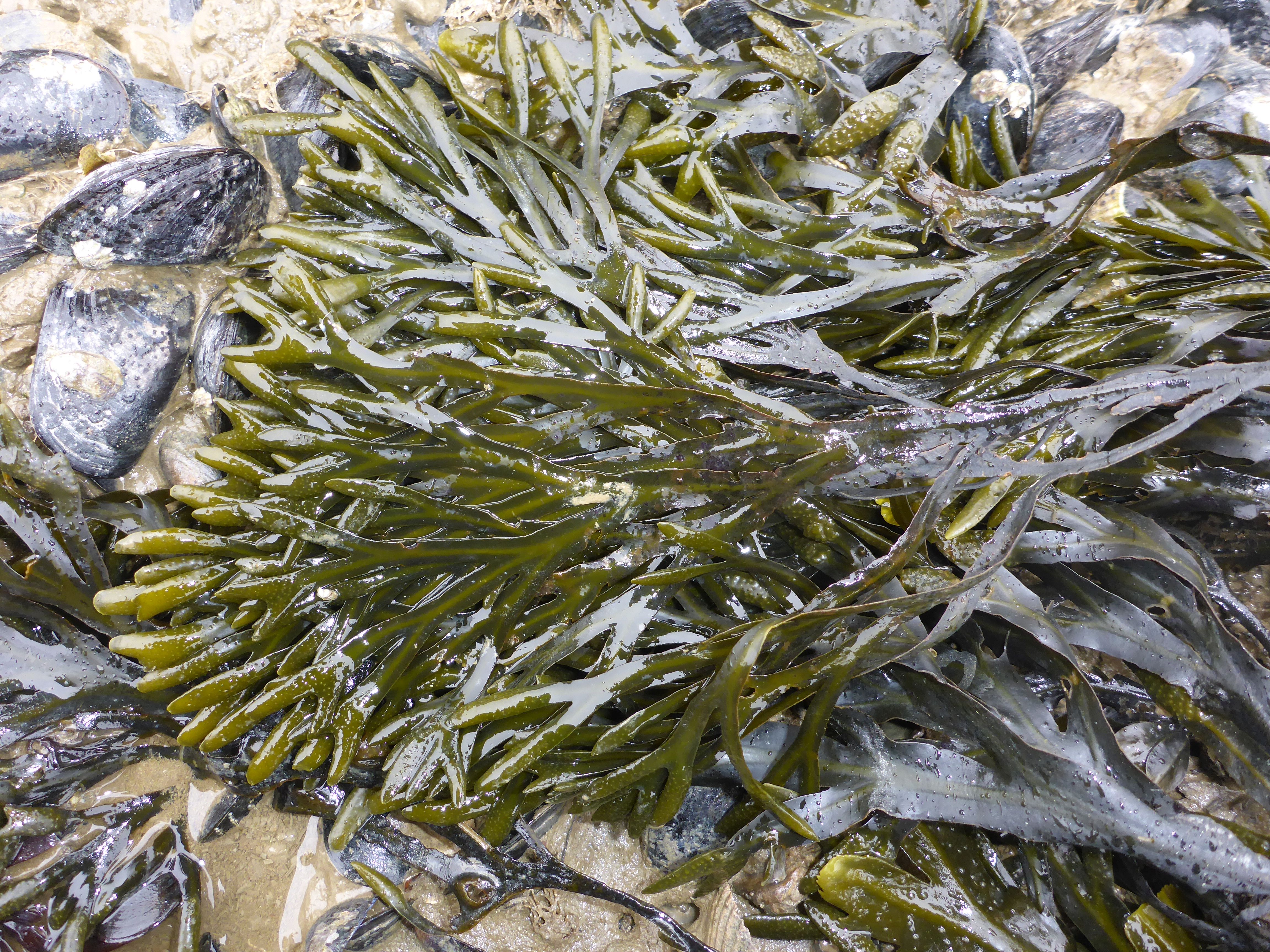 Fucus vesiculosus (door Luna van der Loos)