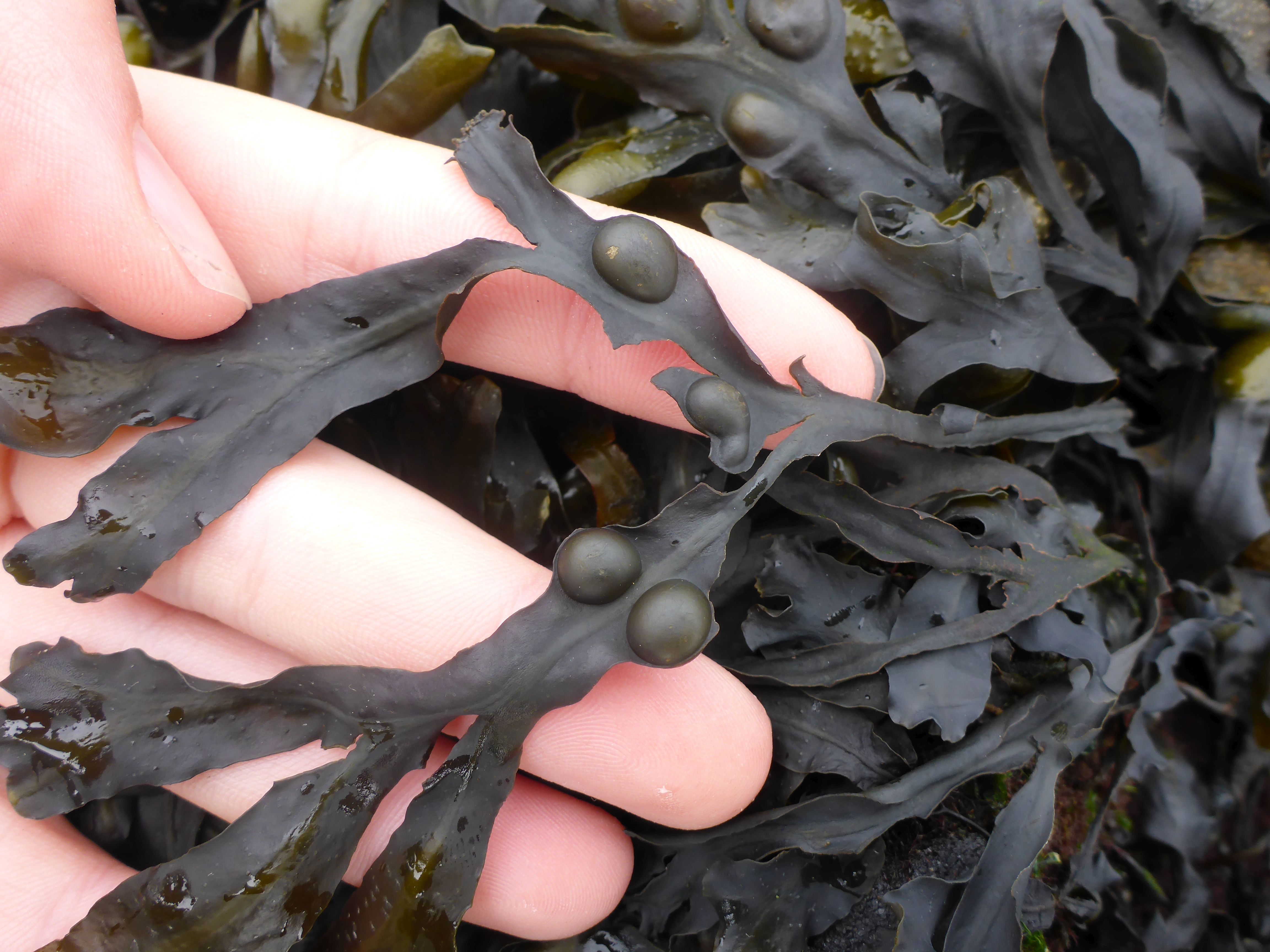 Fucus vesiculosus (door Luna van der Loos)