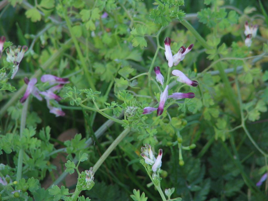 Fumaria muralis (door Pieter Stolwijk)