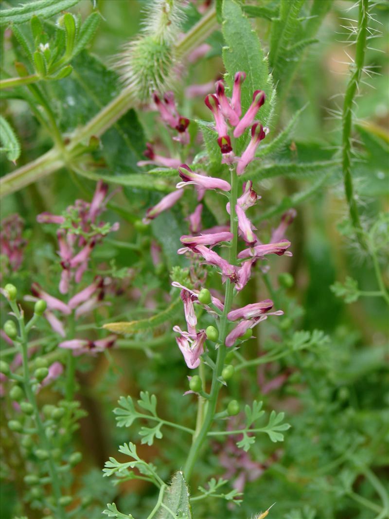 Fumaria officinalis (door Adrie van Heerden)