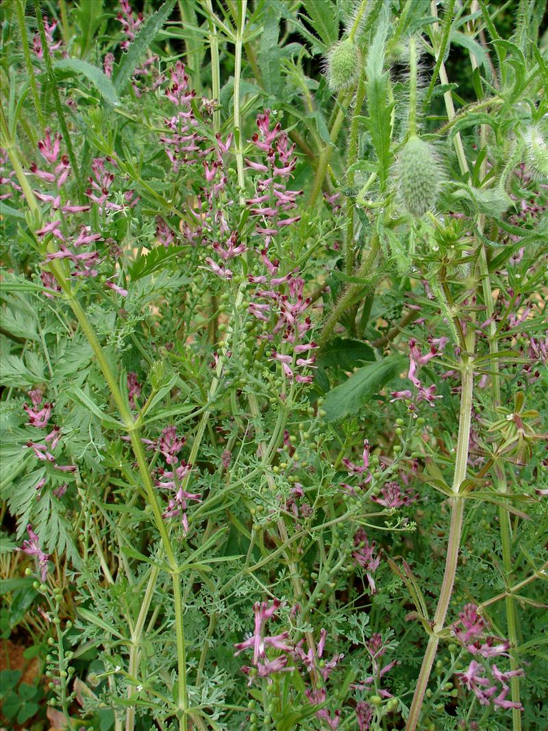 Fumaria officinalis (door Adrie van Heerden)