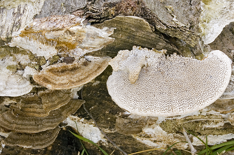 Coriolopsis trogii (door Nico Dam)