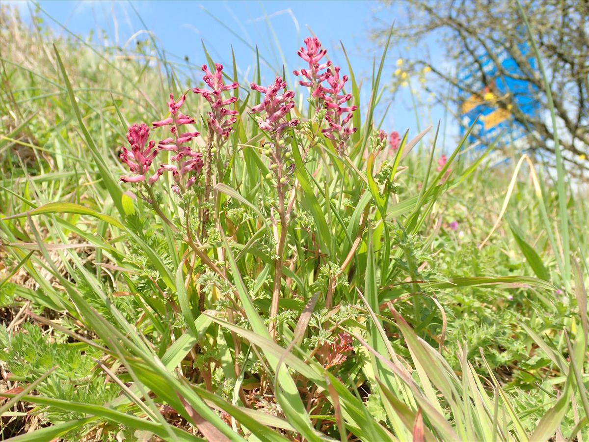 Fumaria officinalis (door Adrie van Heerden)