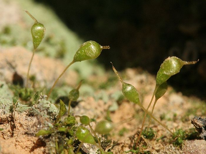 Funaria pulchella (door Michael Lueth (www.milueth.de))