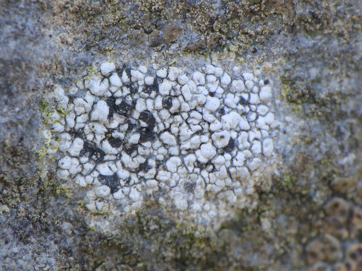 Fuscidea mollis (door Henk-Jan van der Kolk)