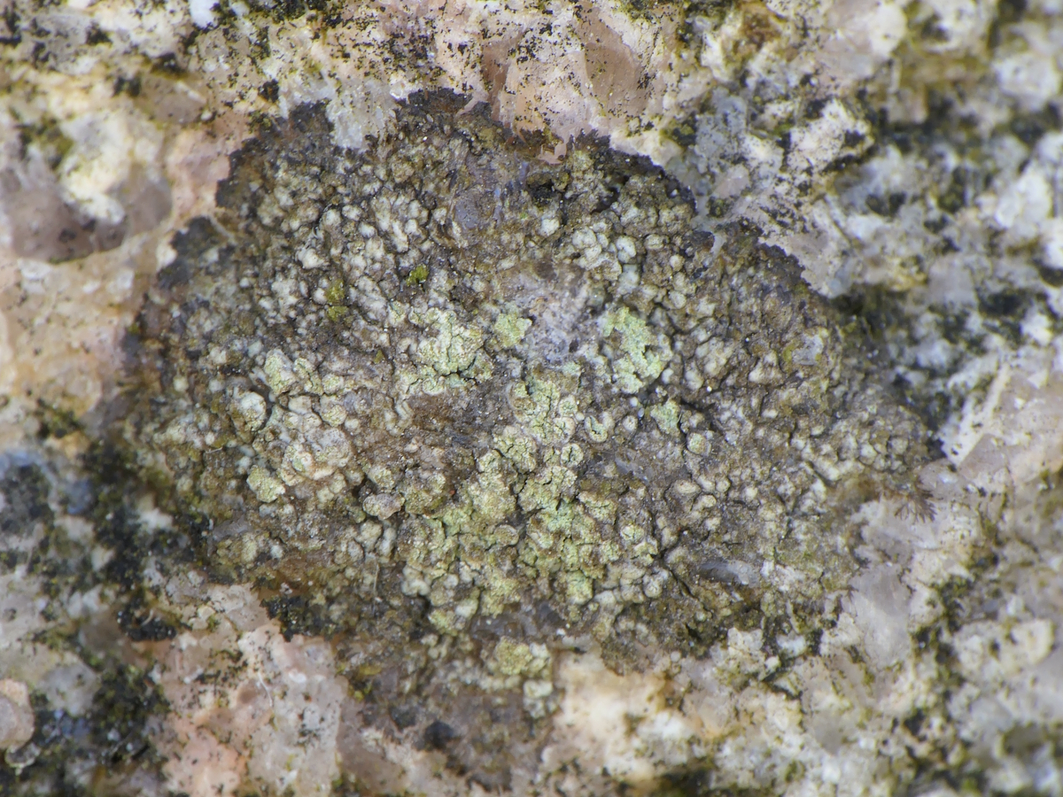 Fuscidea praeruptorum (door Henk-Jan van der Kolk)
