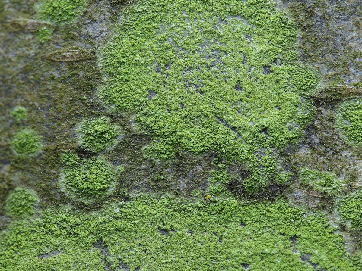 Fuscidea pusilla (door Henk-Jan van der Kolk)
