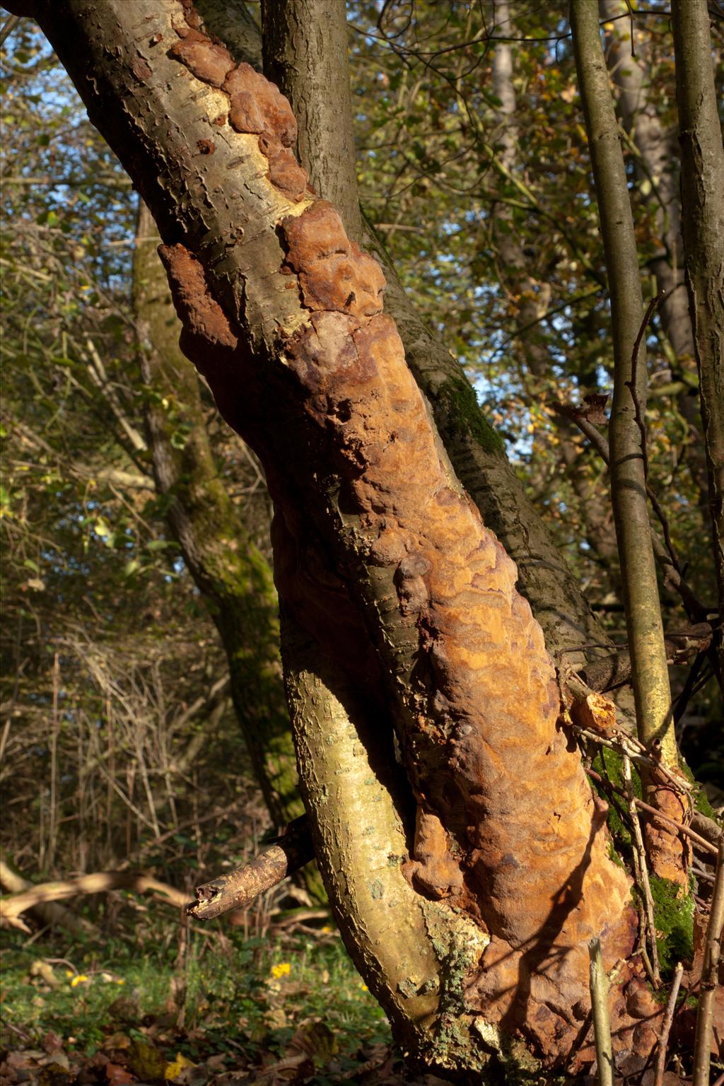 Fuscoporia ferrea (door Aldert Gutter)