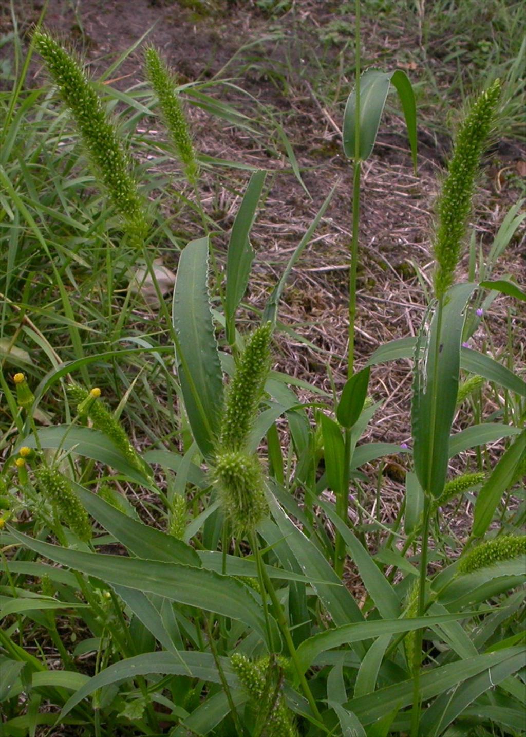 Setaria viridis (door Peter Meininger)