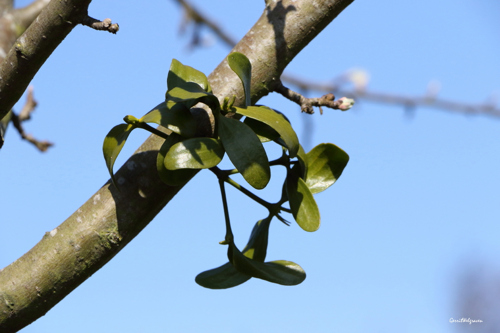 Viscum album (door Gerrit Welgraven)