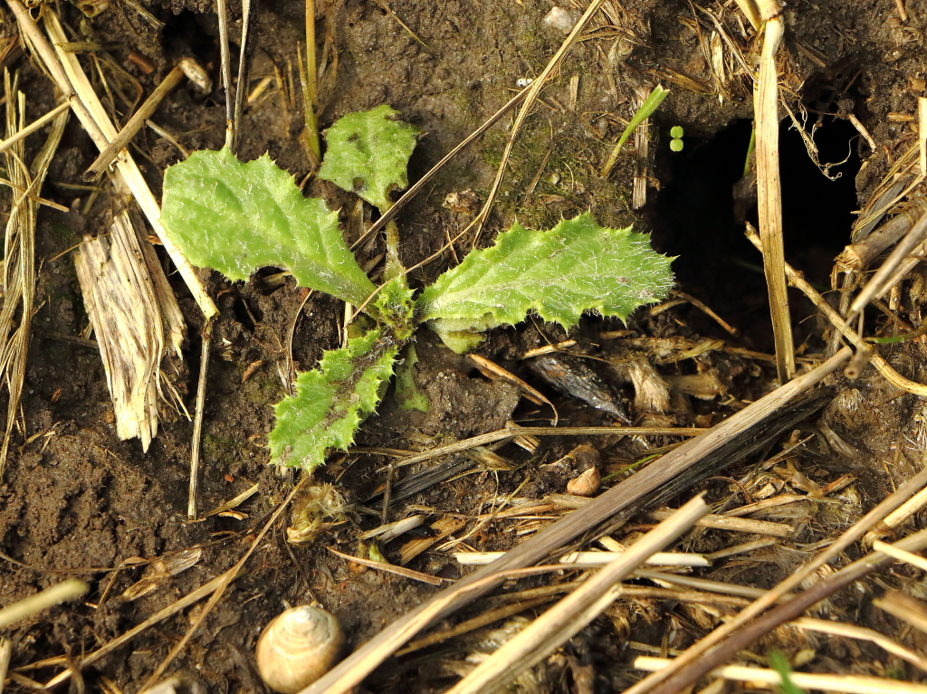 Carduus tenuiflorus (door Gerrit Welgraven)