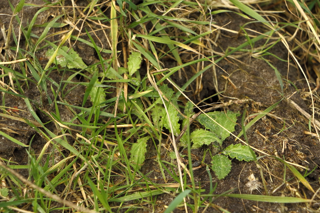 Carduus tenuiflorus (door Gerrit Welgraven)