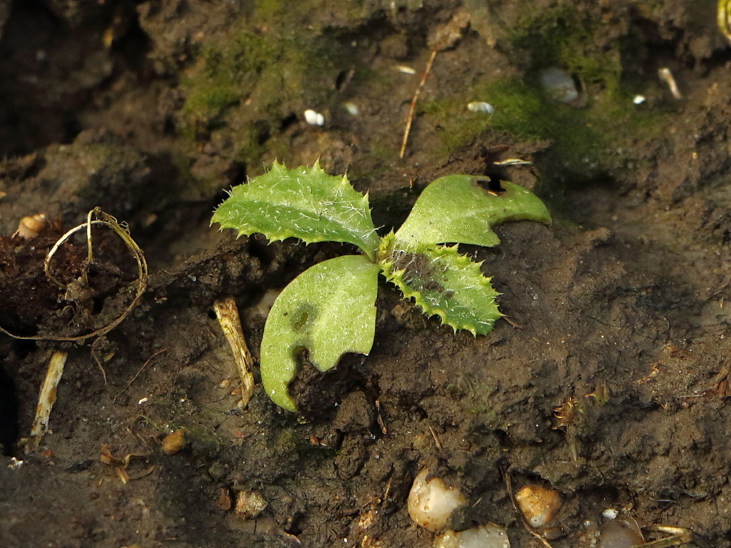 Carduus tenuiflorus (door Gerrit Welgraven)