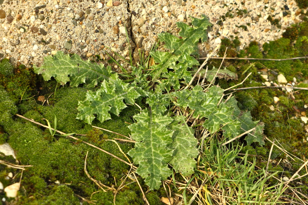 Carduus tenuiflorus (door Gerrit Welgraven)