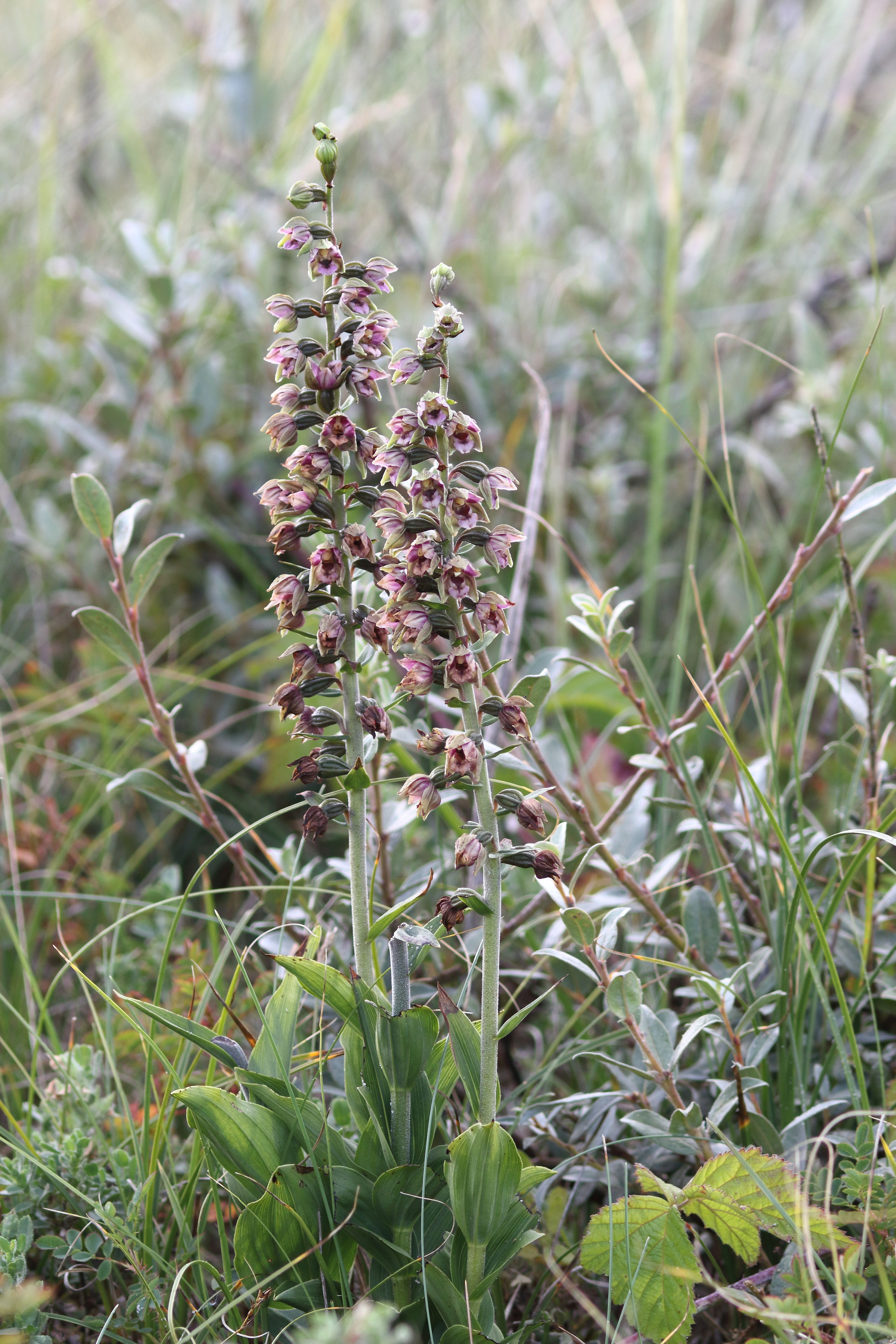 Epipactis helleborine subsp. neerlandica (door Gerrit Welgraven)