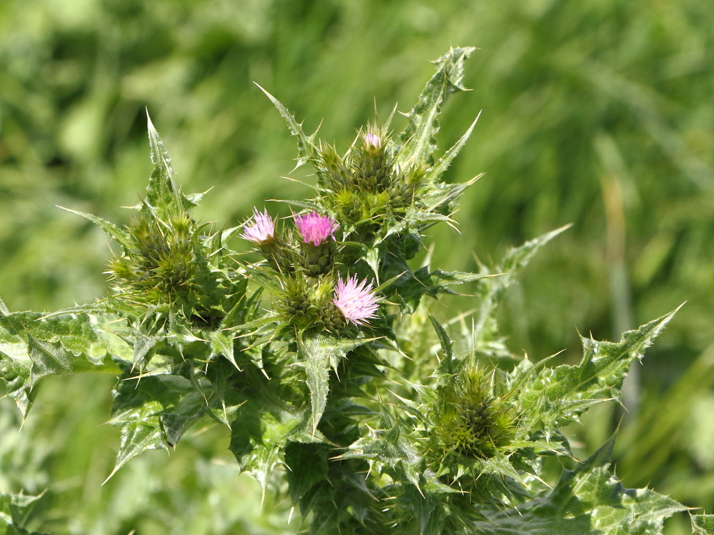 Carduus tenuiflorus (door Gerrit Welgraven)