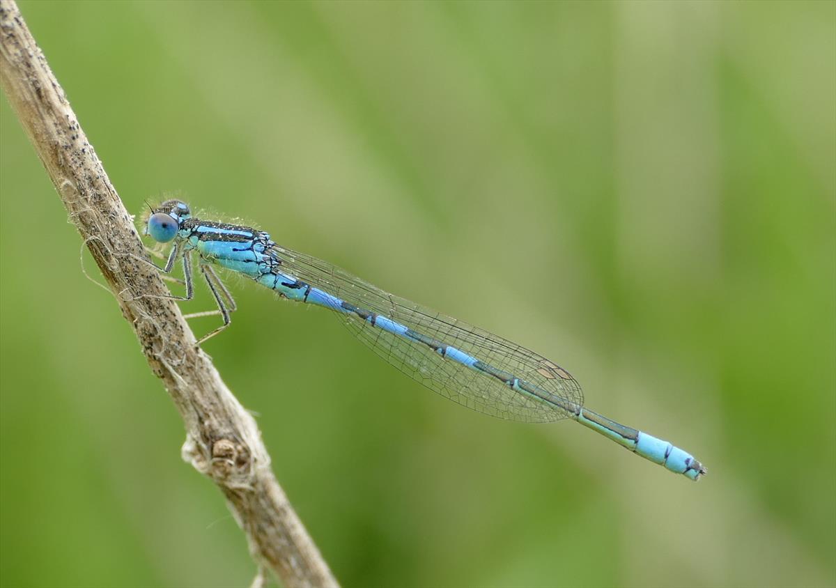 Coenagrion scitulum (door Roel vd Heuvel)