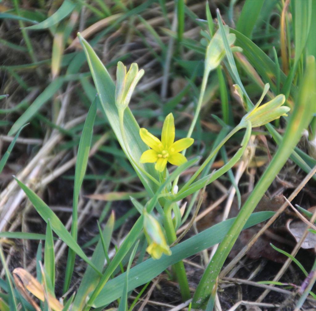 Gagea lutea (door Pieter Stolwijk)