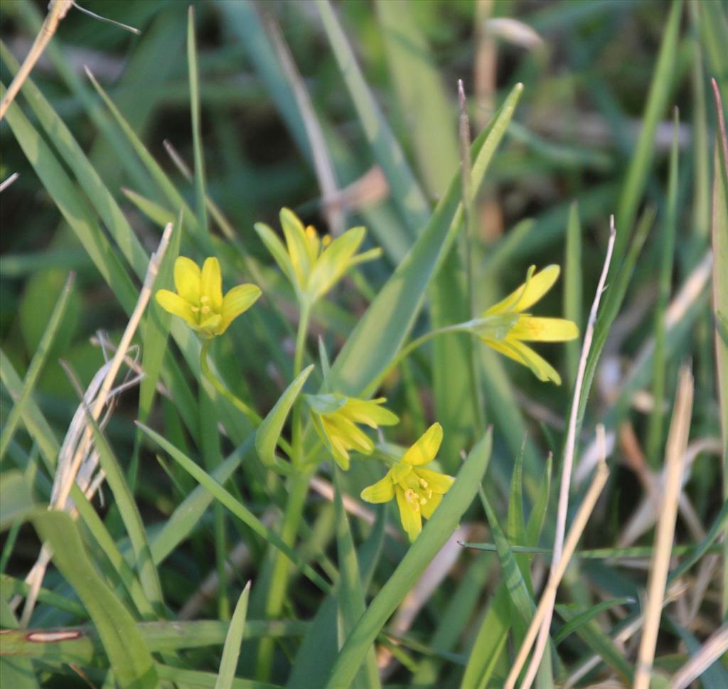 Gagea lutea (door Pieter Stolwijk)