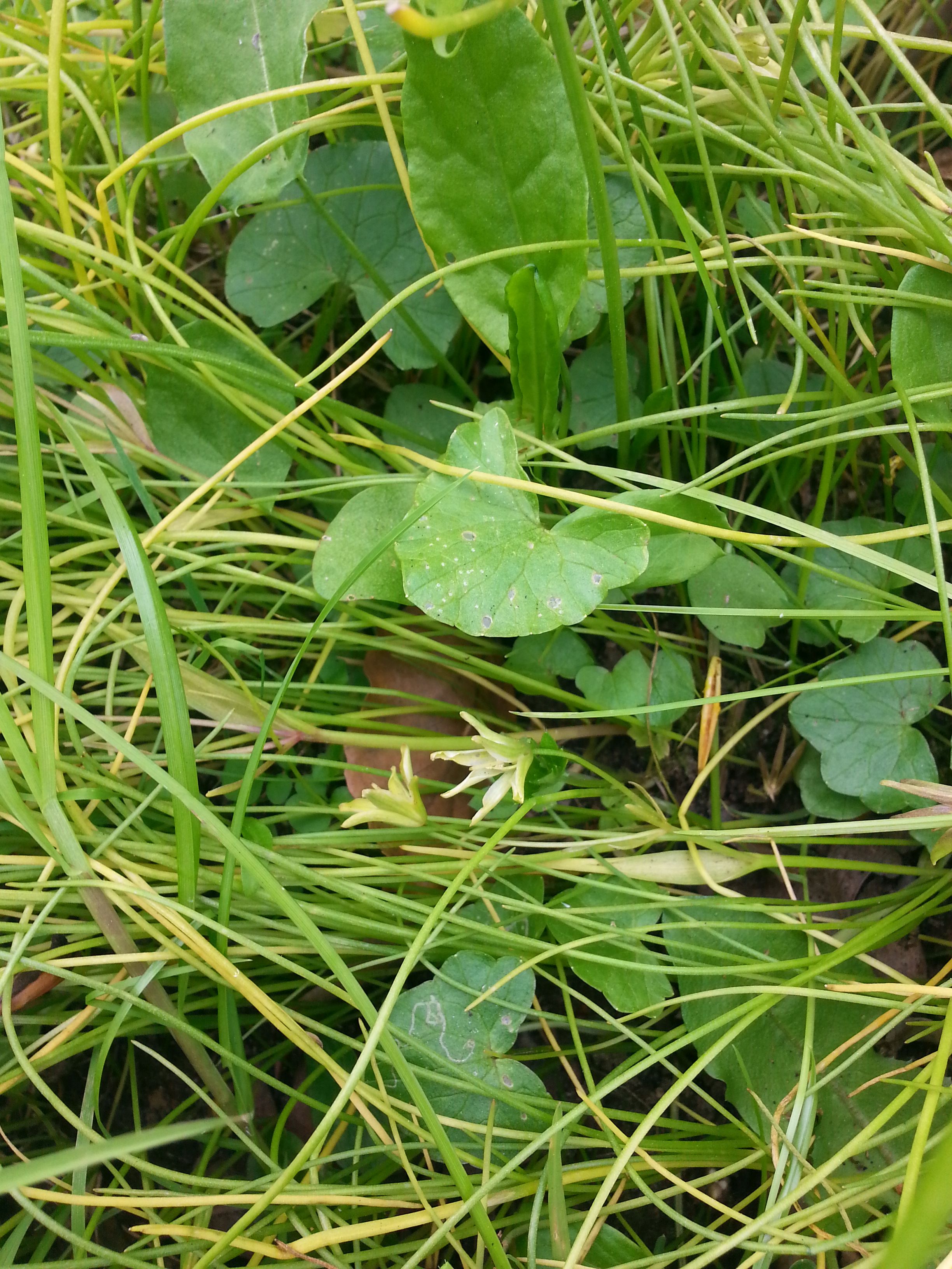 Gagea spathacea (door Pieter Stolwijk)