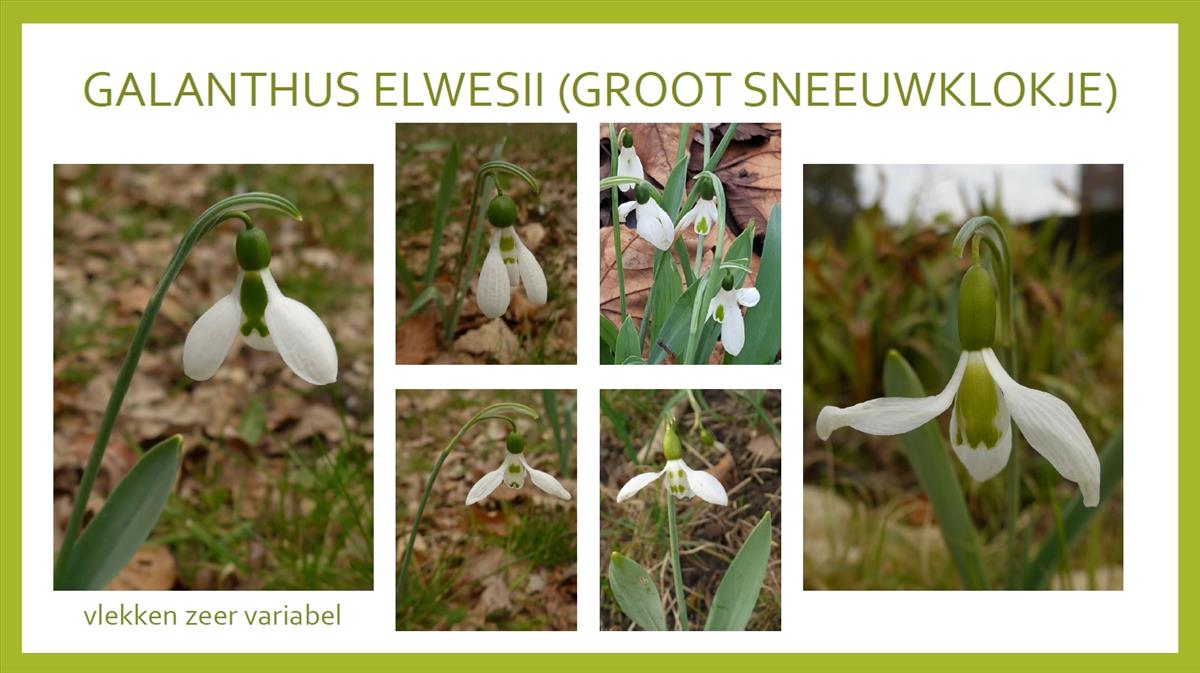 Galanthus elwesii (door Hanneke Waller)