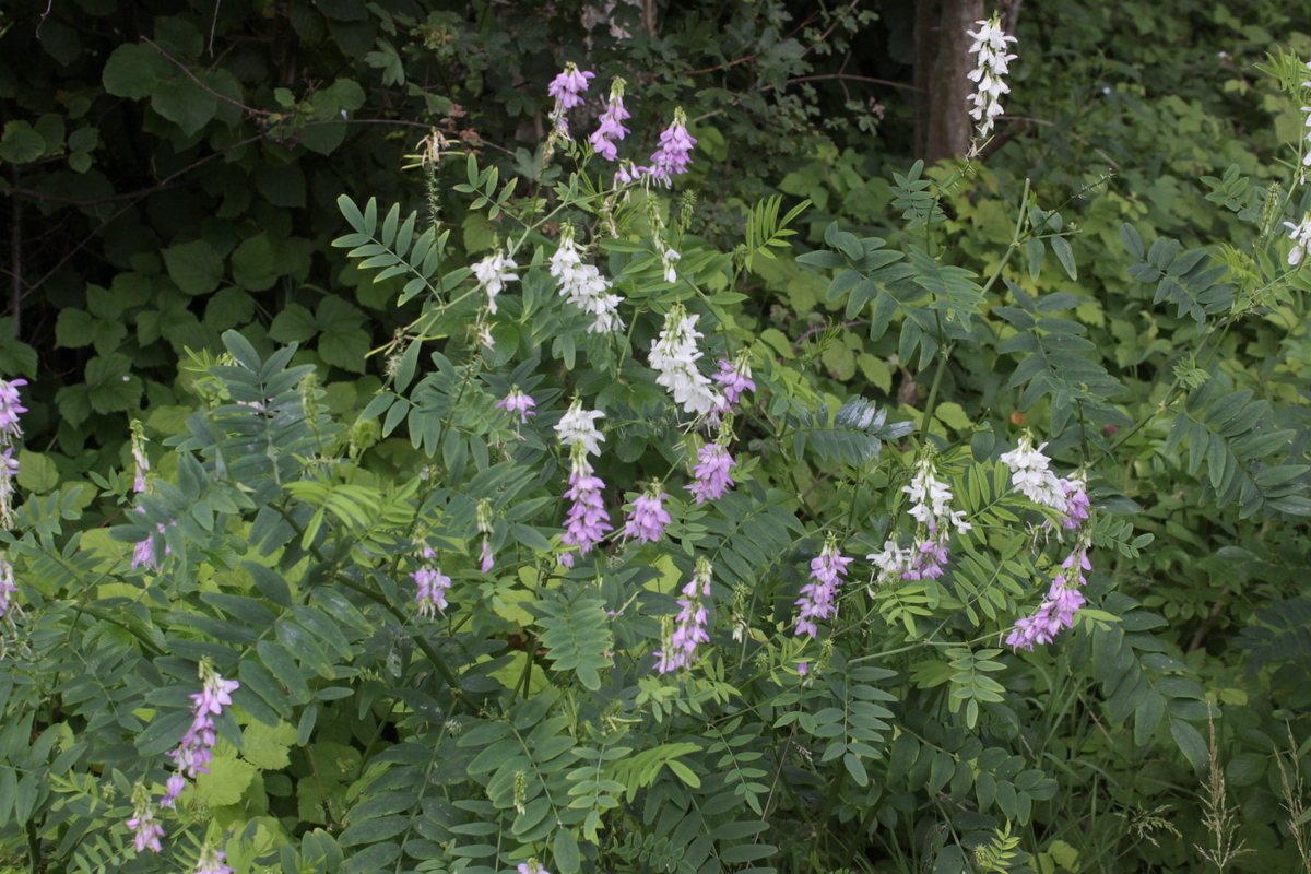 Galega officinalis (door Peter Meininger)