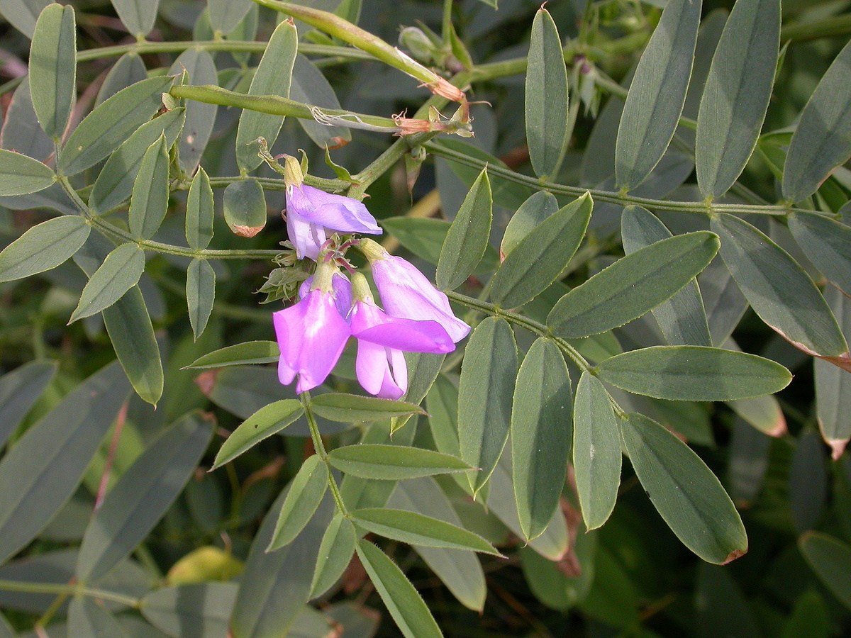 Galega officinalis (door Peter Meininger)