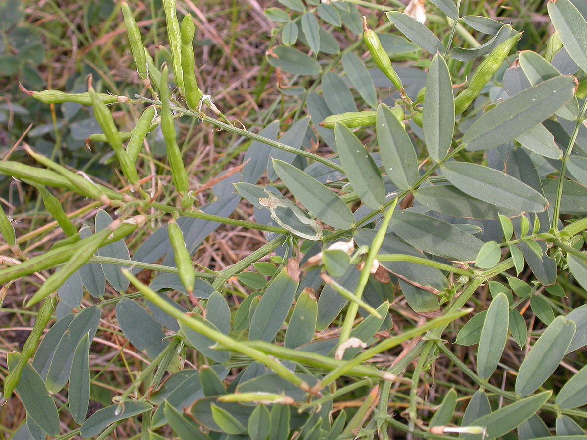 Galega officinalis (door Peter Meininger)