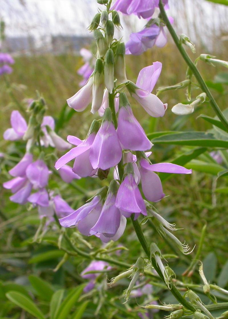 Galega officinalis (door Peter Meininger)