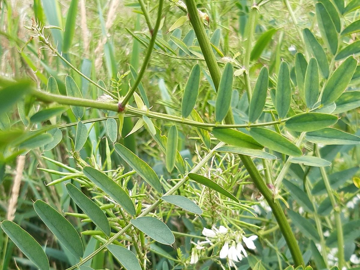 Galega officinalis (door Anneke Drost)