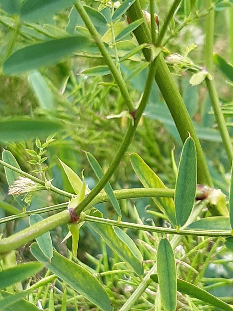 Galega officinalis (door Anneke Drost)