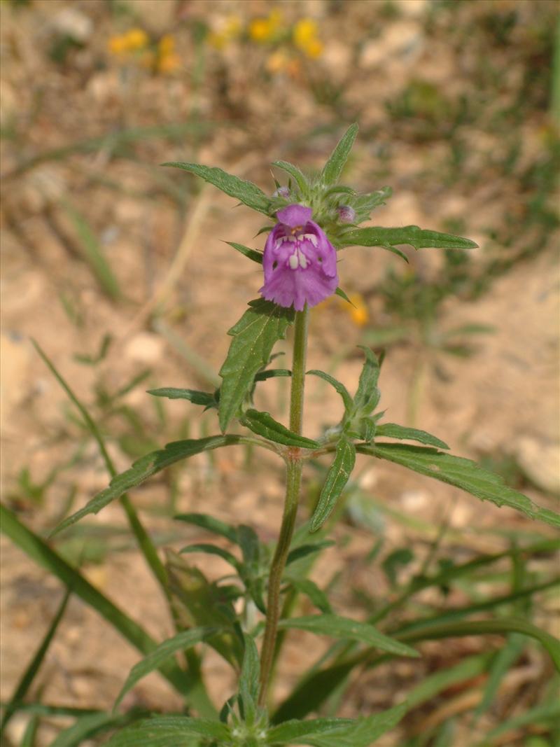 Galeopsis angustifolia (door Adrie van Heerden)