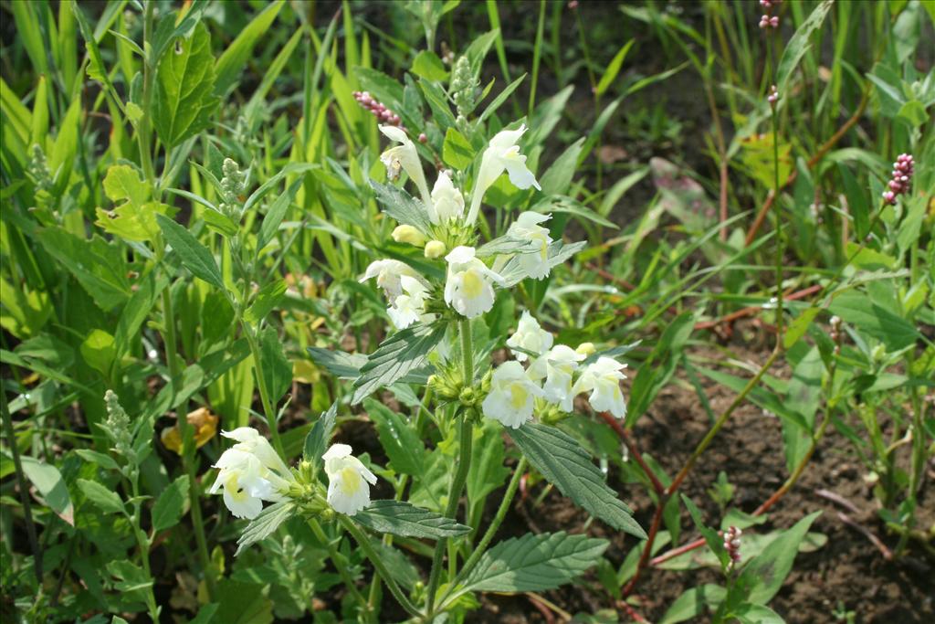 Galeopsis segetum (door Pieter Stolwijk)