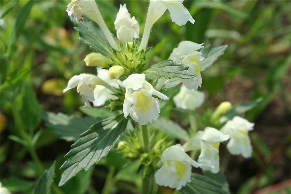 Galeopsis segetum (door Pieter Stolwijk)