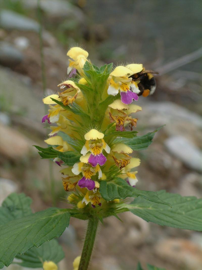 Galeopsis speciosa (door Adrie van Heerden)