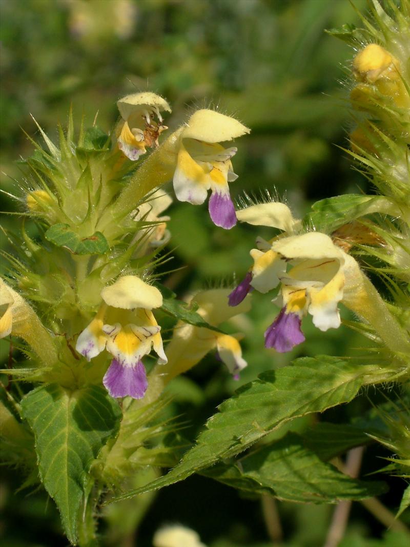 Galeopsis speciosa (door Adrie van Heerden)