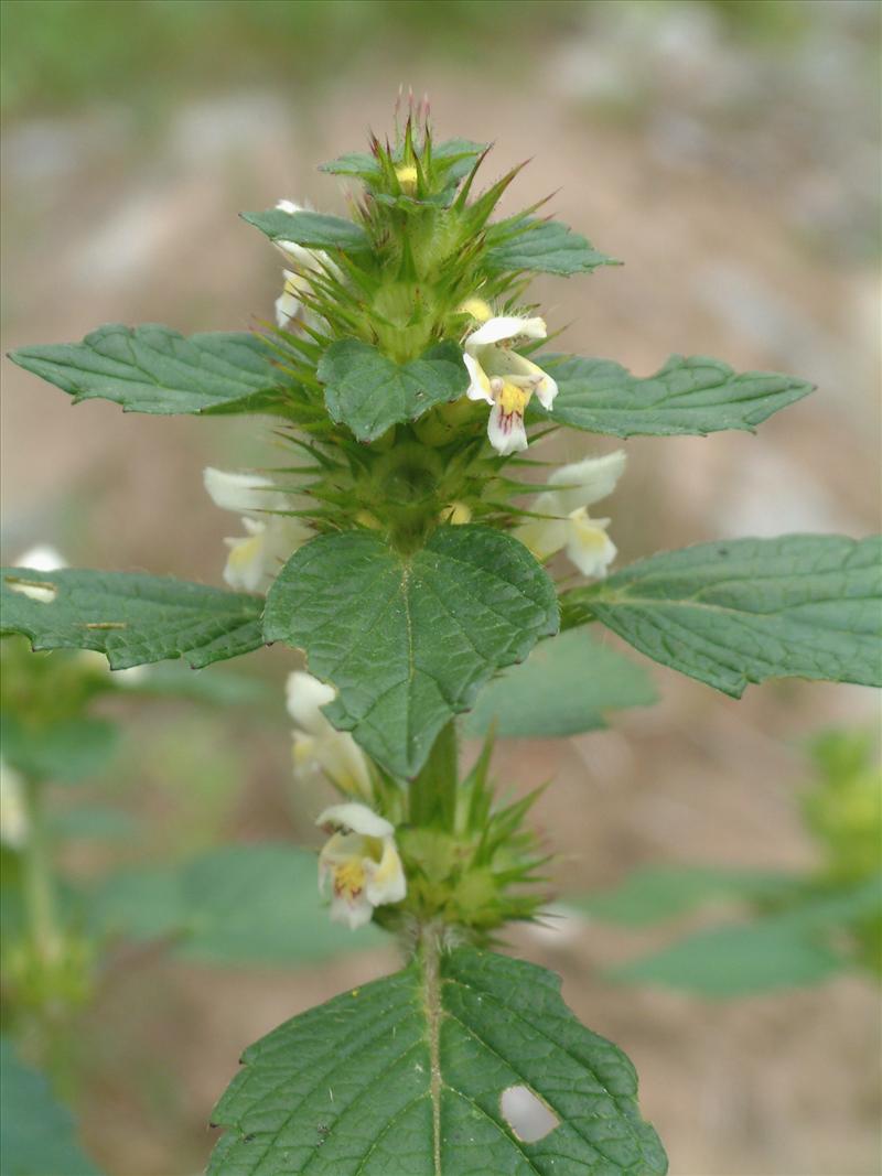 Galeopsis tetrahit (door Adrie van Heerden)