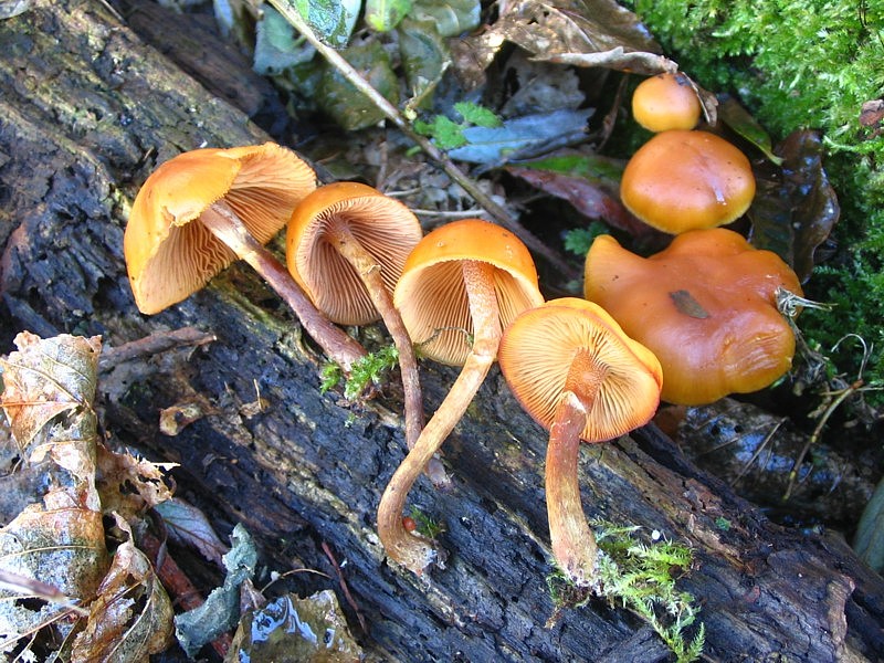 Galerina autumnalis (door Martijn Oud)