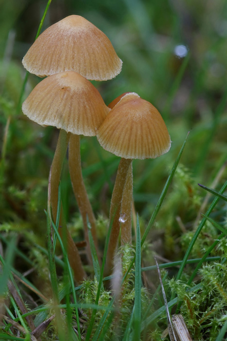 Galerina clavata (door Menno Boomsluiter)