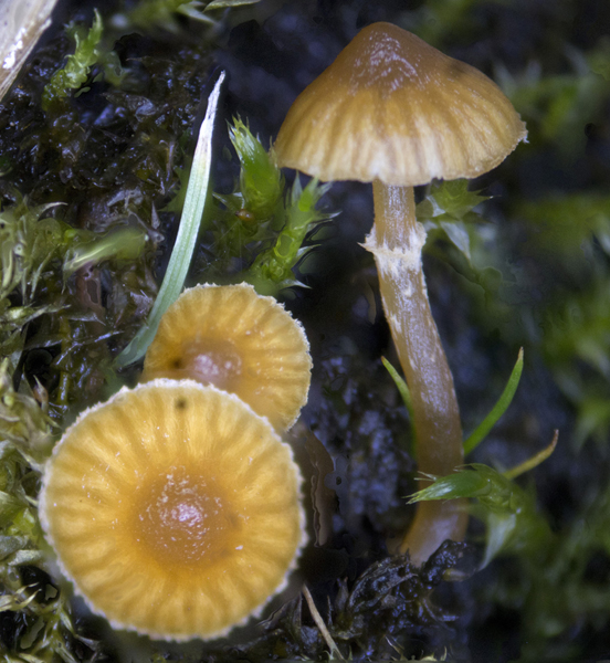 Galerina jaapii (door Menno Boomsluiter)