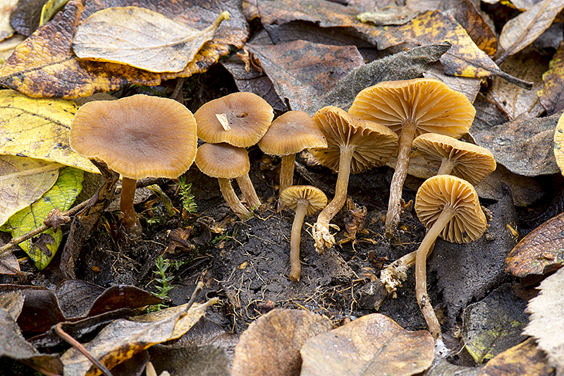 Galerina lacustris (door Nico Dam)