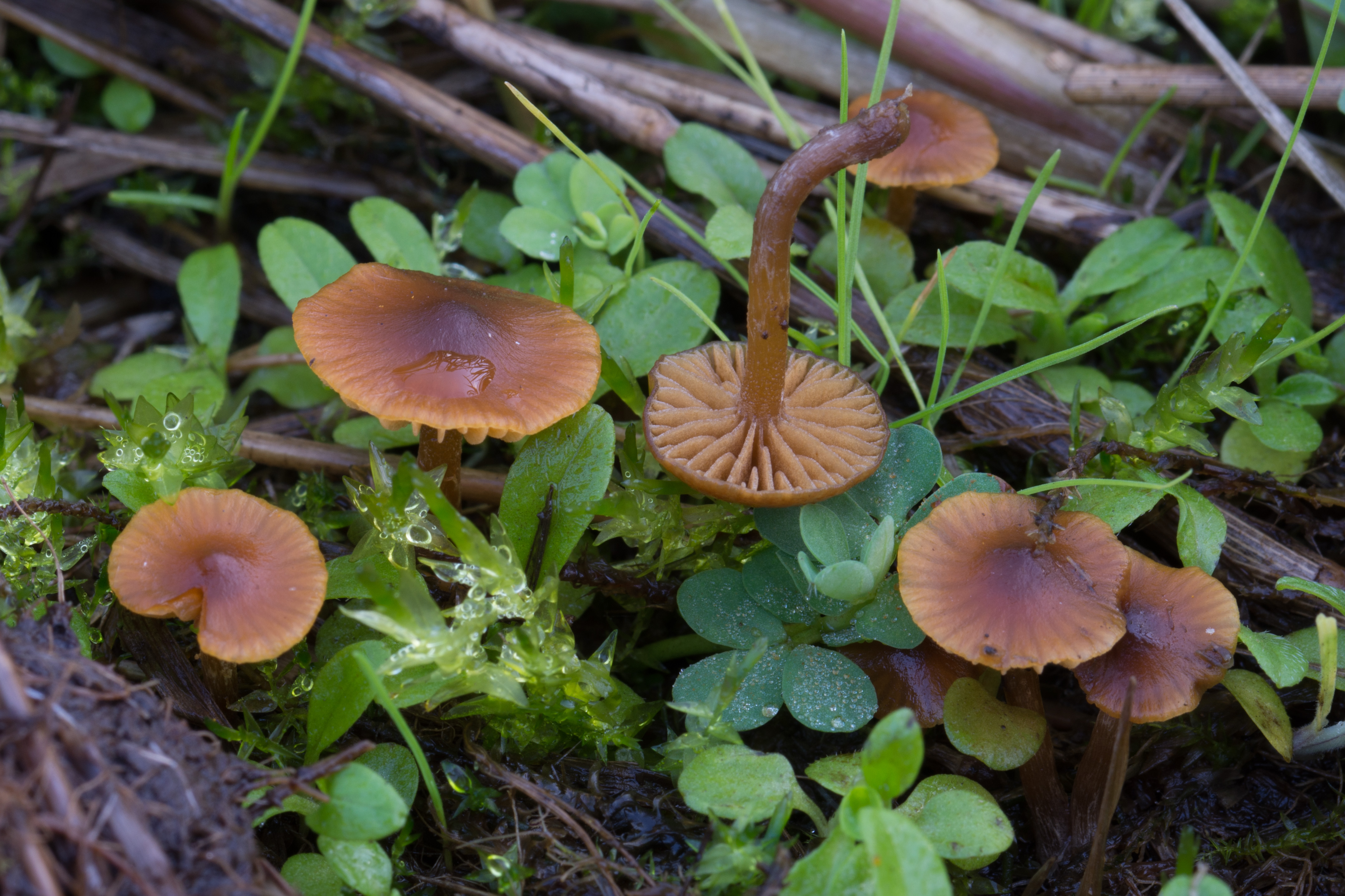 Galerina lacustris (door Roeland Enzlin)