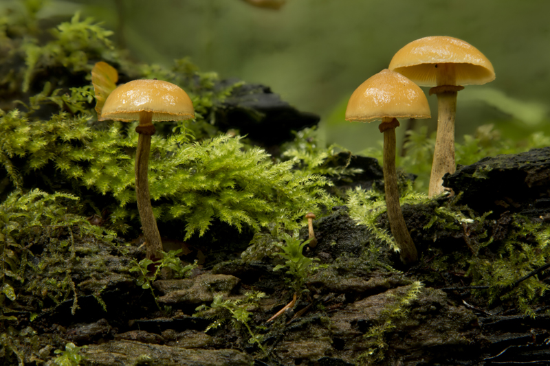 Galerina marginata (door Menno Boomsluiter)