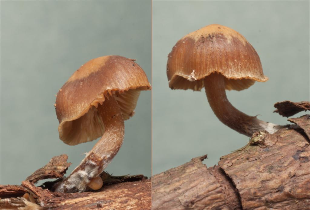 Galerina nana (door Aldert Gutter)