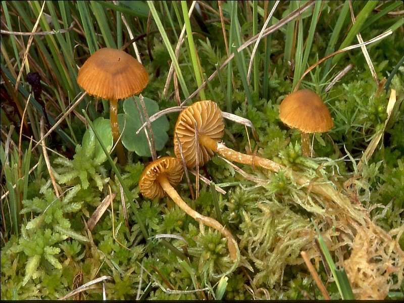 Galerina paludosa (door Martijn Oud)