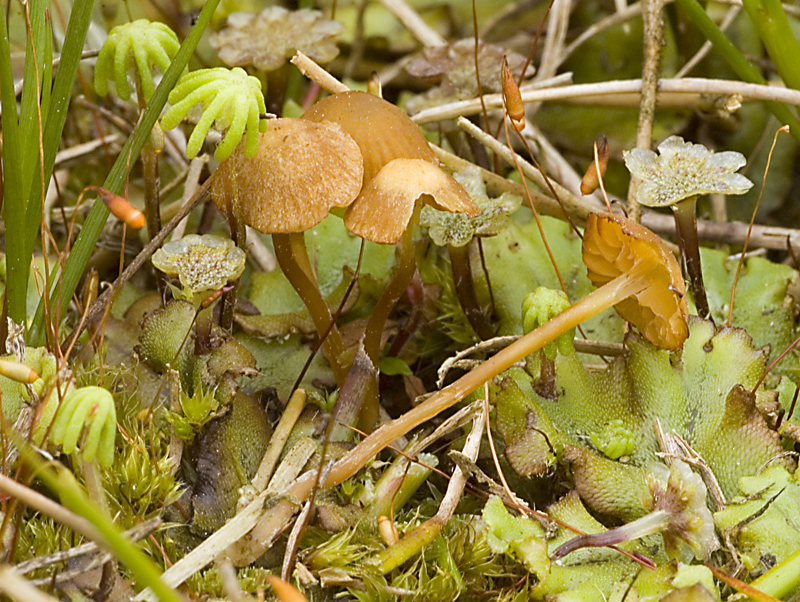 Galerina alluviana (door Nico Dam)